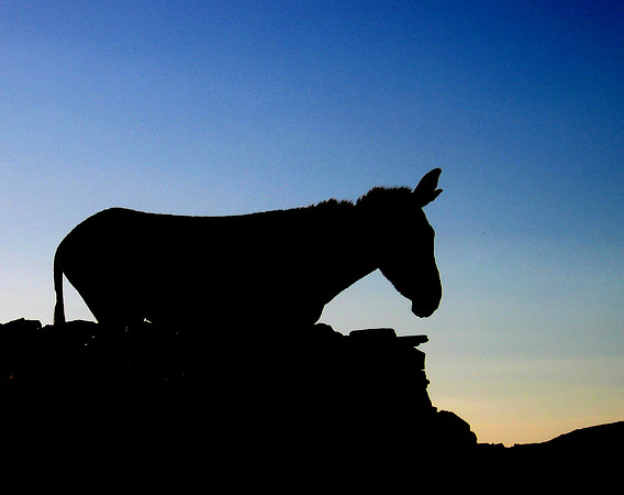 Greek Donkey