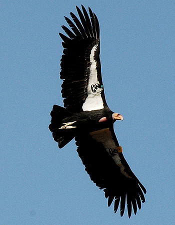 Californai Condor
