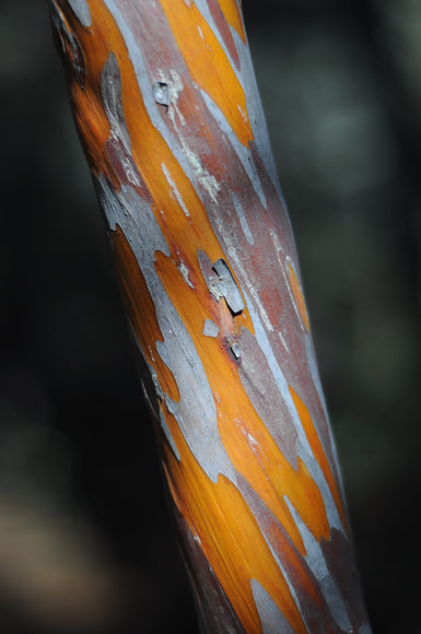 Arizona Crypress