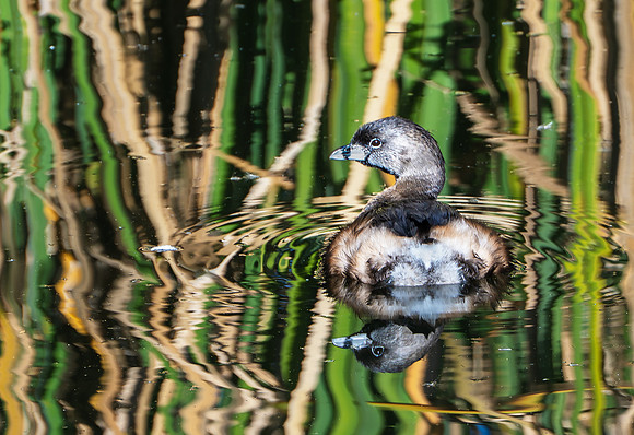 Grebe