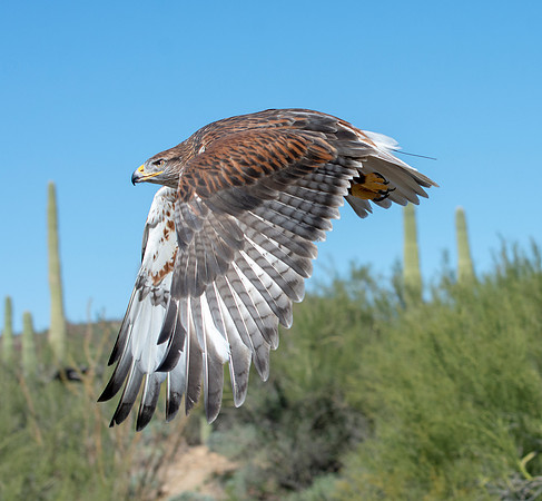 Harris's Hawk in Flight