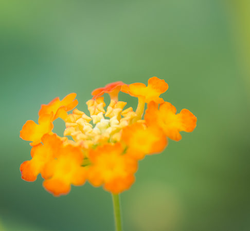 Ghostly Bloom