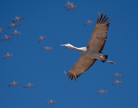 Sand Hill Crane Overflight