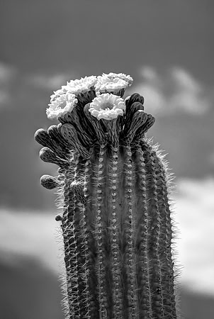 Blooming Saguaro