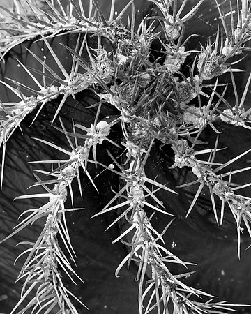 Spiny Spiral
