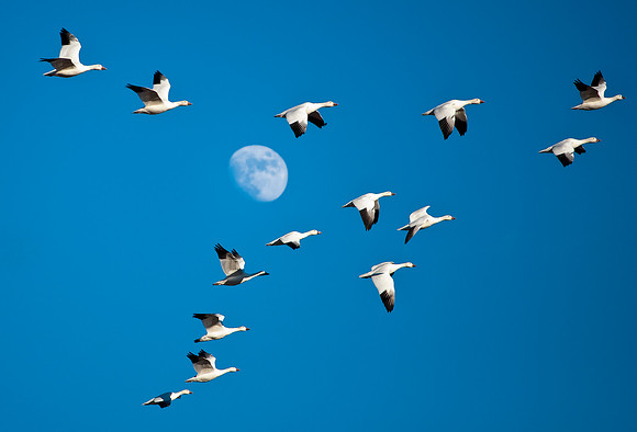 Snow Geese Flying to the Moon