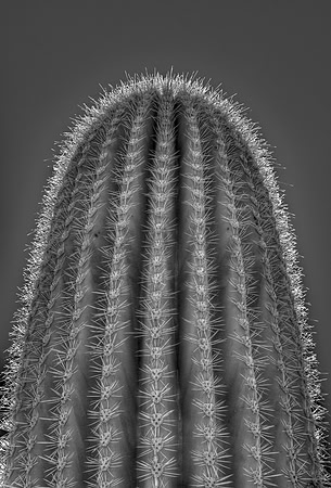 Saguaro Top