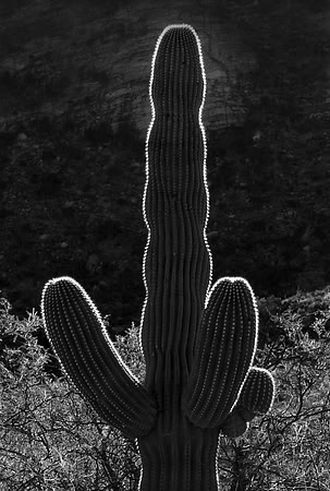Desert Study #5