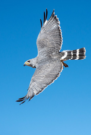 Gray Hawk