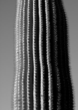 Saguaro Trunk