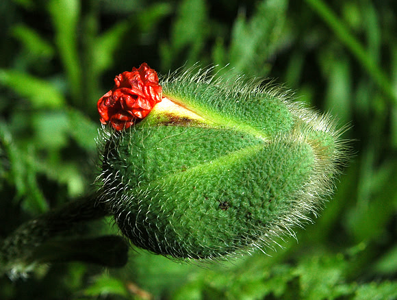 Poppie Birth