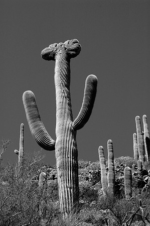Crested Saguaro