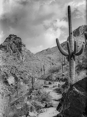 Desert Study #3