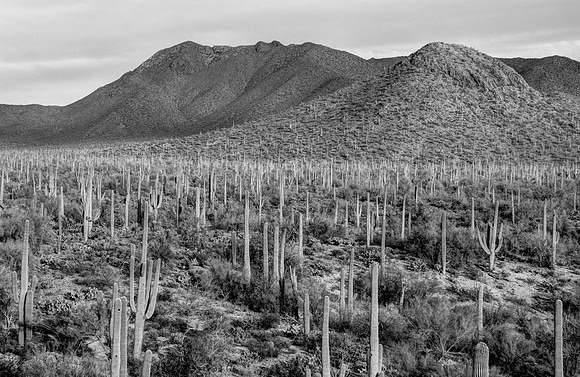 Desert Study #2