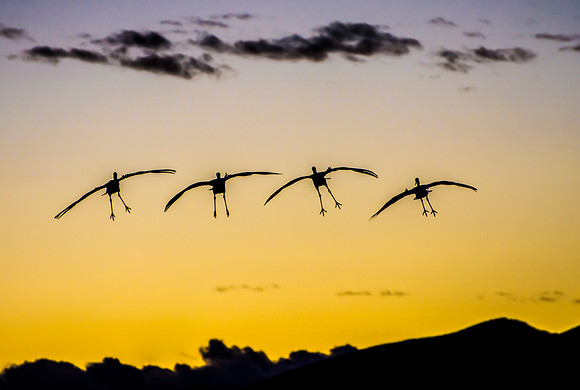 Landing Gear Down