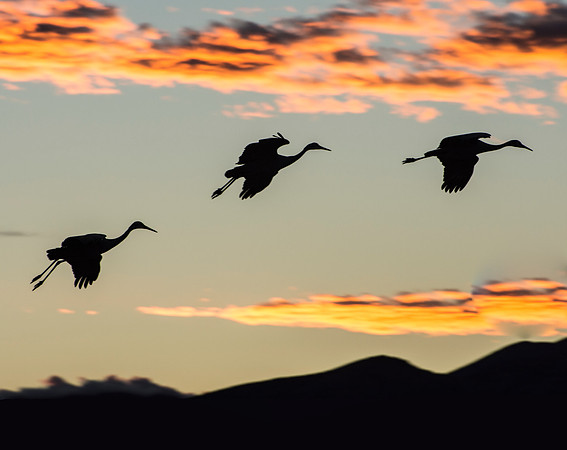 Cranes at Dusk