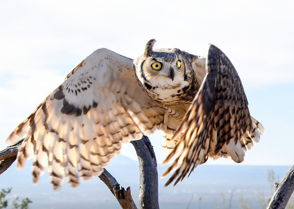 Alert Great Horned Owl