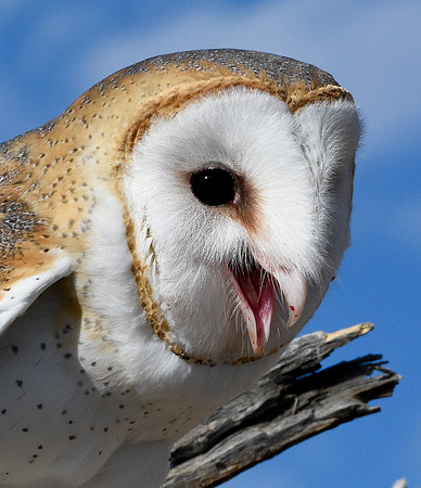 Portrait of a Barn Owl