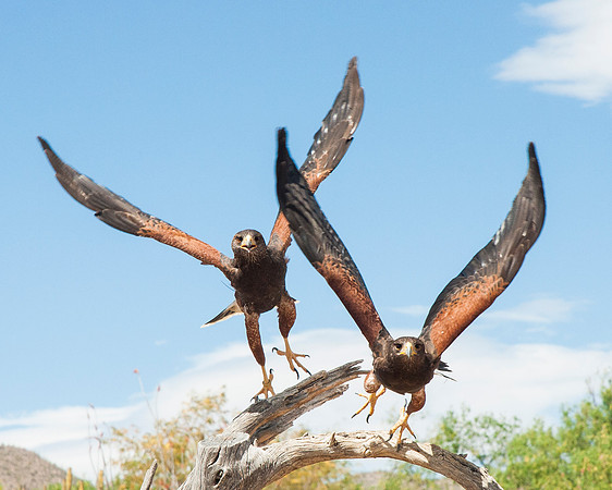 Hunting Harris Hawks