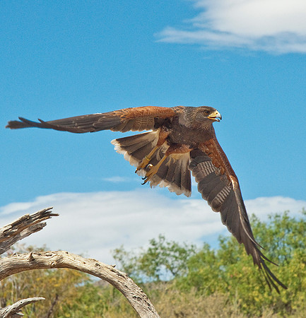 Flyby