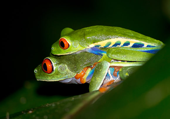 Friendly Frogs