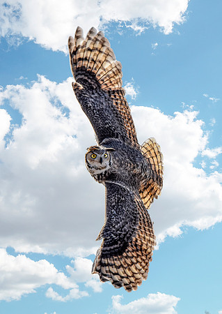 Hunting Great Horned Owl