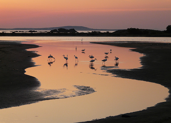 Shore birds on Naxos beach