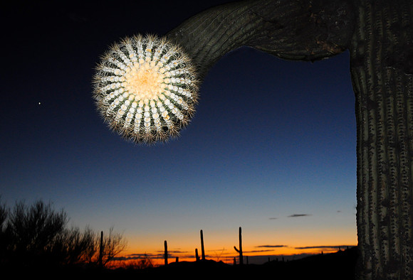 Saguaro at Sunset 2