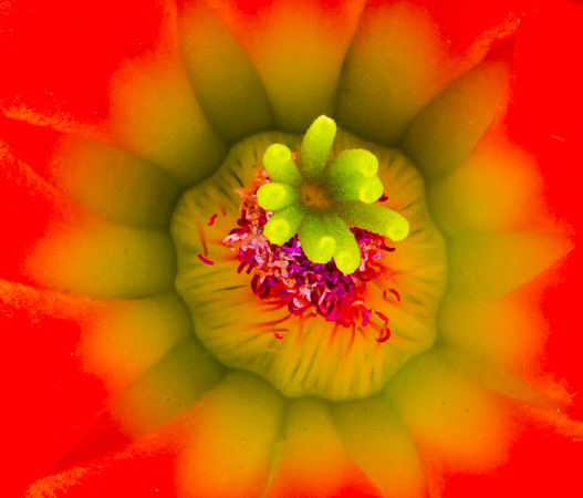 Cactus Bloom Inner Beauty