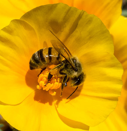 Poppy Love