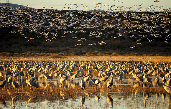 Snow Geese Landing Amid Sand Hill Cranes
