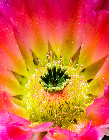 Pollen Storm