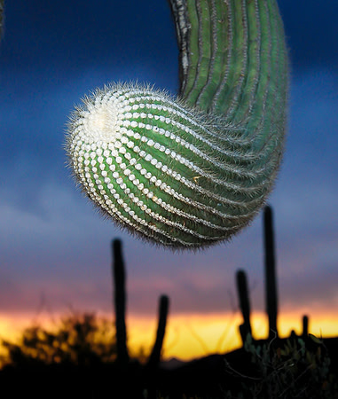 Saguaro at Sunset 1