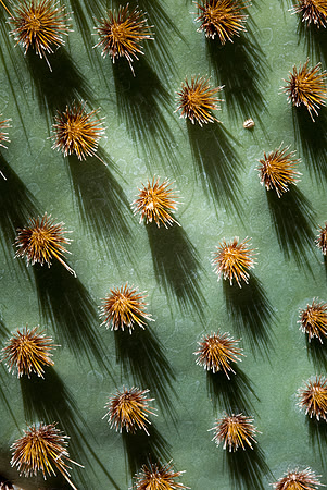 Spiny Shadows