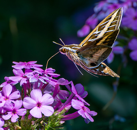 Dining Hawk Moth
