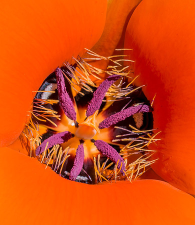 Inner Beauty