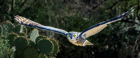 Great Horned Owl with Eyes on the Prize