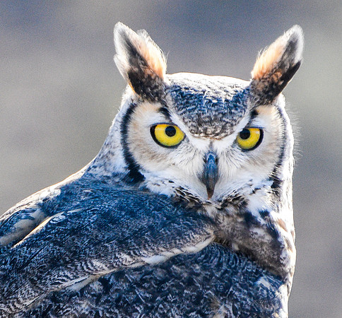 Portrait of a Great Horned Owl