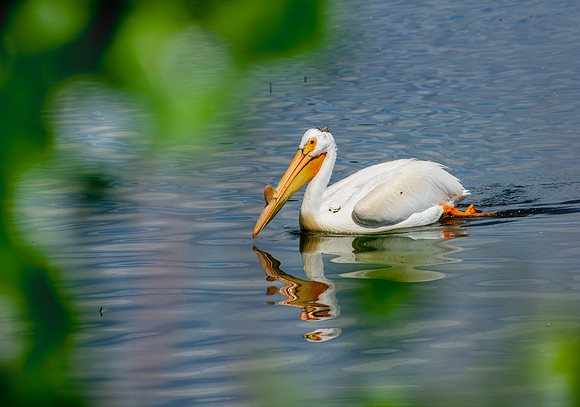 Pelican