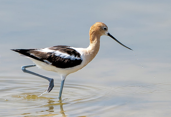 Wading Avocet