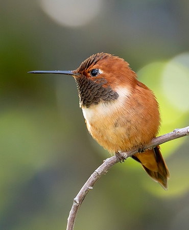Rufous Hummingbird