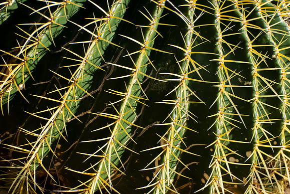 Cactus Curves