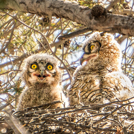Bright Eyes