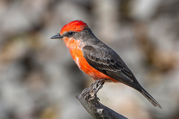Vermilion Flycatcher