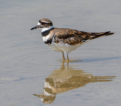 Killdeer