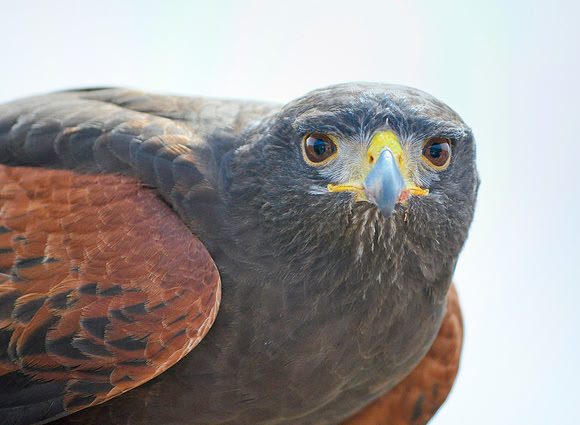 Portrait of a Hawk