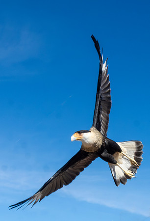 Crested Caracara