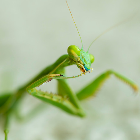 Bug-Eyed