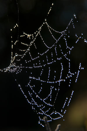 Meadow Web