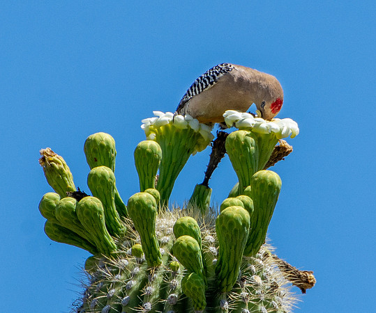 Gila Woodpecker samples a Saguaro Bloom